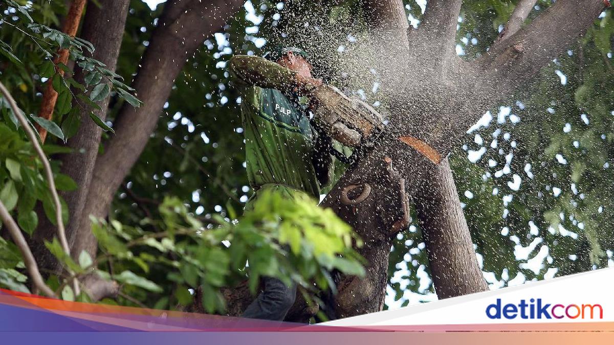 Five Bandung Residents Fined Total of Rp100 Million for Illegal Tree Felling