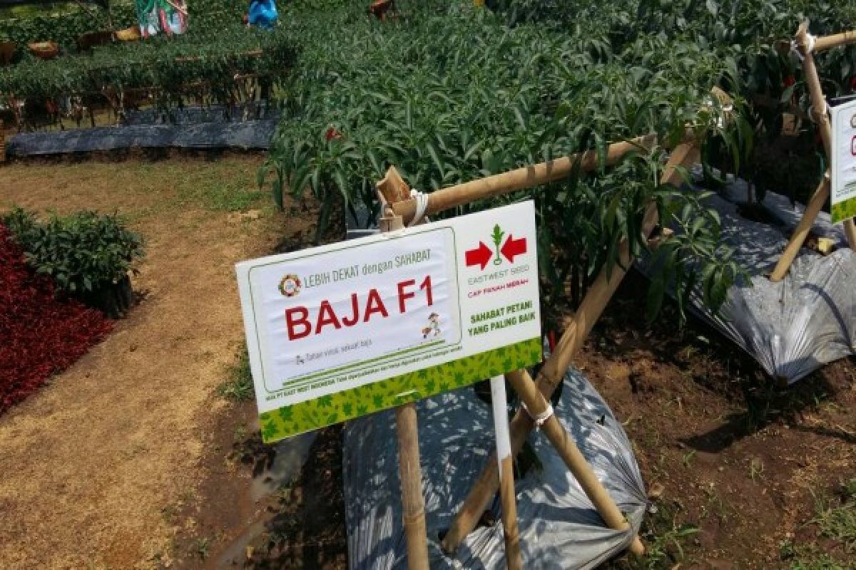 BRIN develops AI research for identifying superior chilli phenotypes