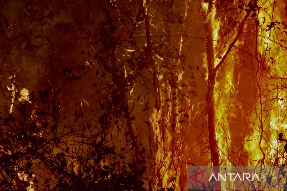 BNPB: Forest and Land Fires in South Kalimantan Successfully Extinguished