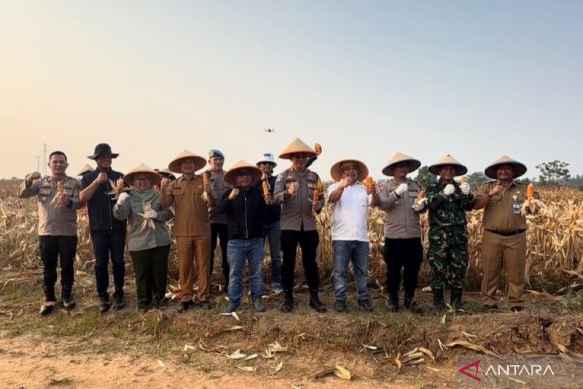 Bekasi Police Harvest Maize to Support National Food Security