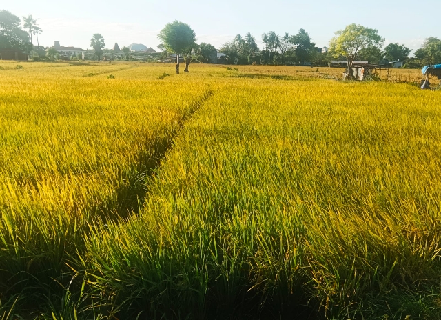 NTT Prepares Water Pumps and Brigade System to Face Drought Threat