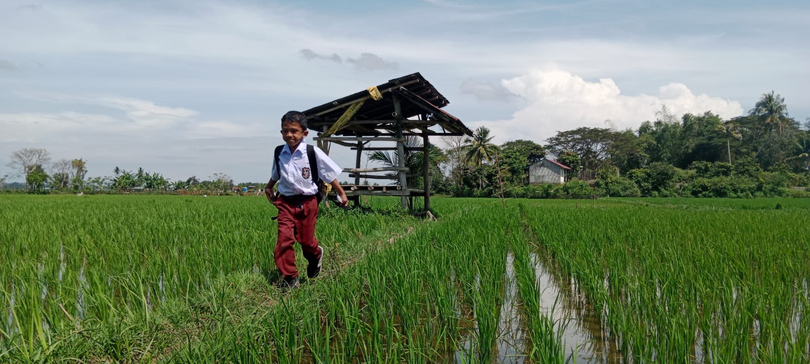 El Niño Threatens Aceh Farmers, Customary Rules and Local Wisdom Tightened