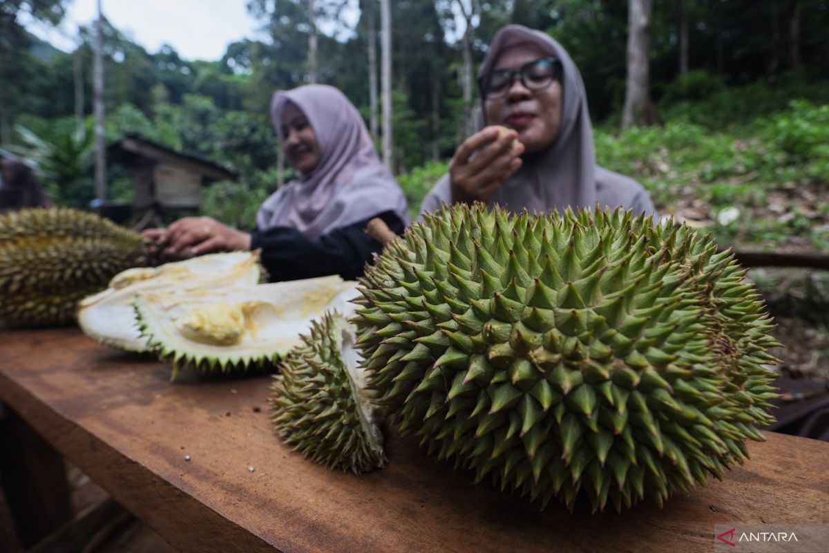 Turning a durian orchard into a seasonal agritourism magnet