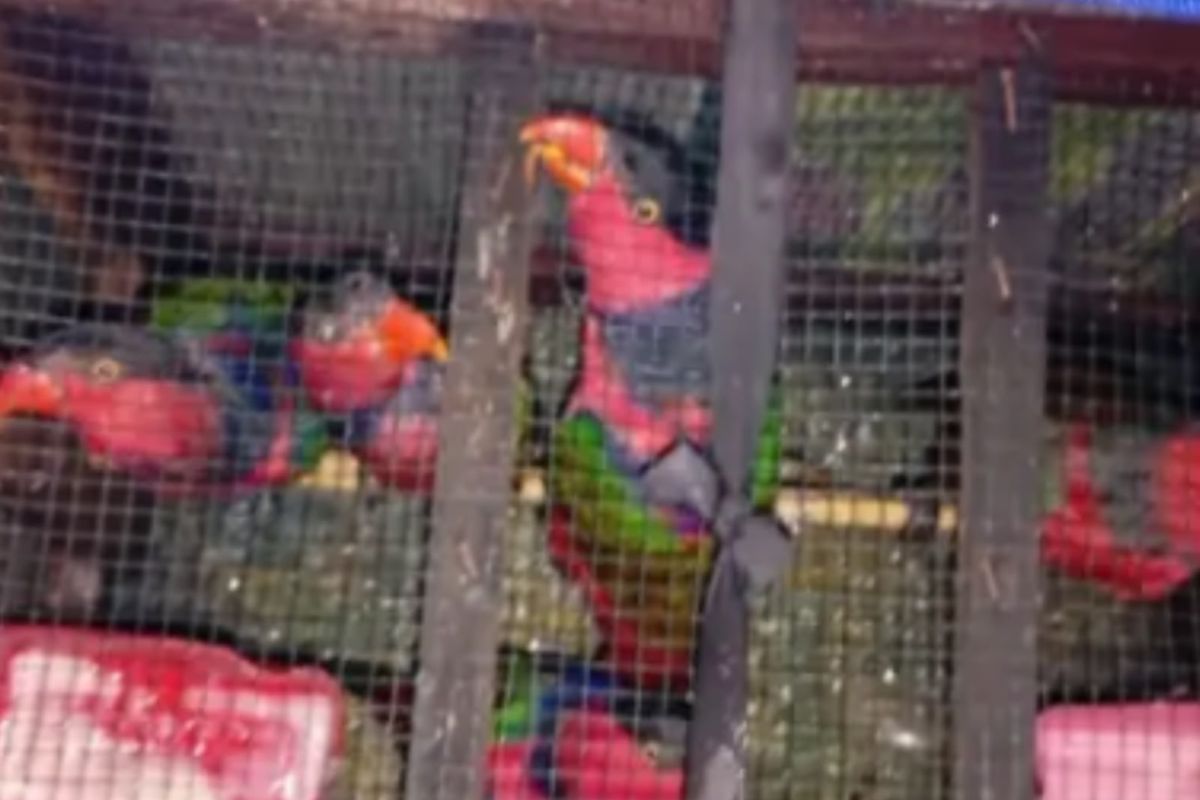 Maluku BKSDA Secures Six Black-Capped Lories Aboard KM Leuser