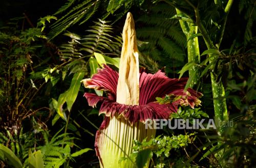 Thousands of Americans Queue to Witness Corpse Flower Bloom