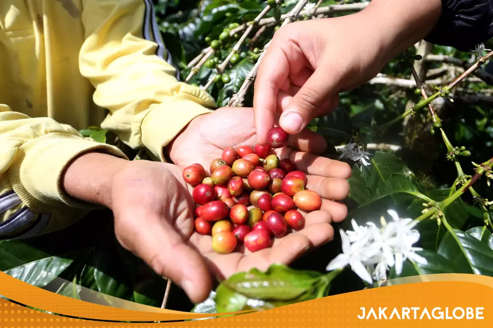 Indonesia Targets $5.5 Billion in Coffee Exports by Boosting Production and Farmer Welfare