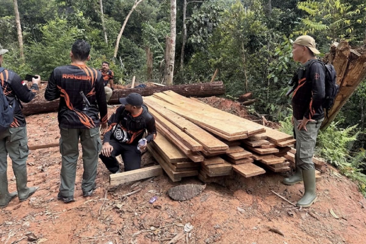 Ministry of Forestry Names Two Suspects in Illegal Logging of Bukit Tigapuluh National Park Buffer Zone