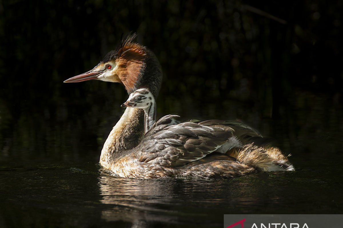 Bird flu expected to hit New Zealand within months