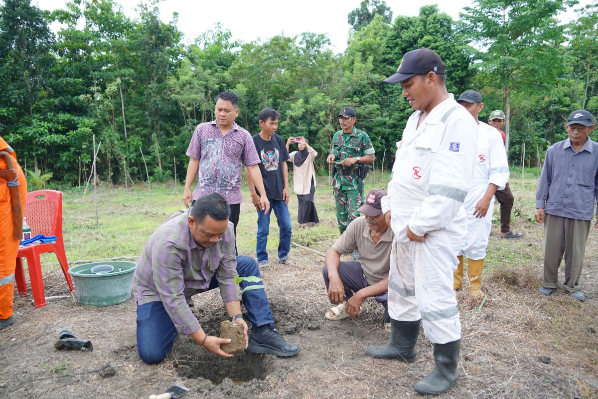 Luwu Regency Government Plants Dwarf Sugar Palms for Business and Reforestation