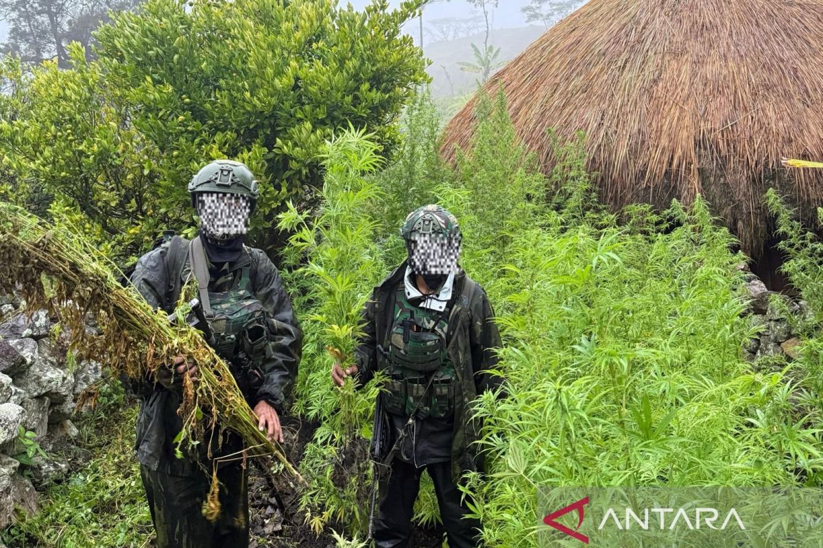 Koops Habema TNI uncovers marijuana fields in Papua Pegunungan