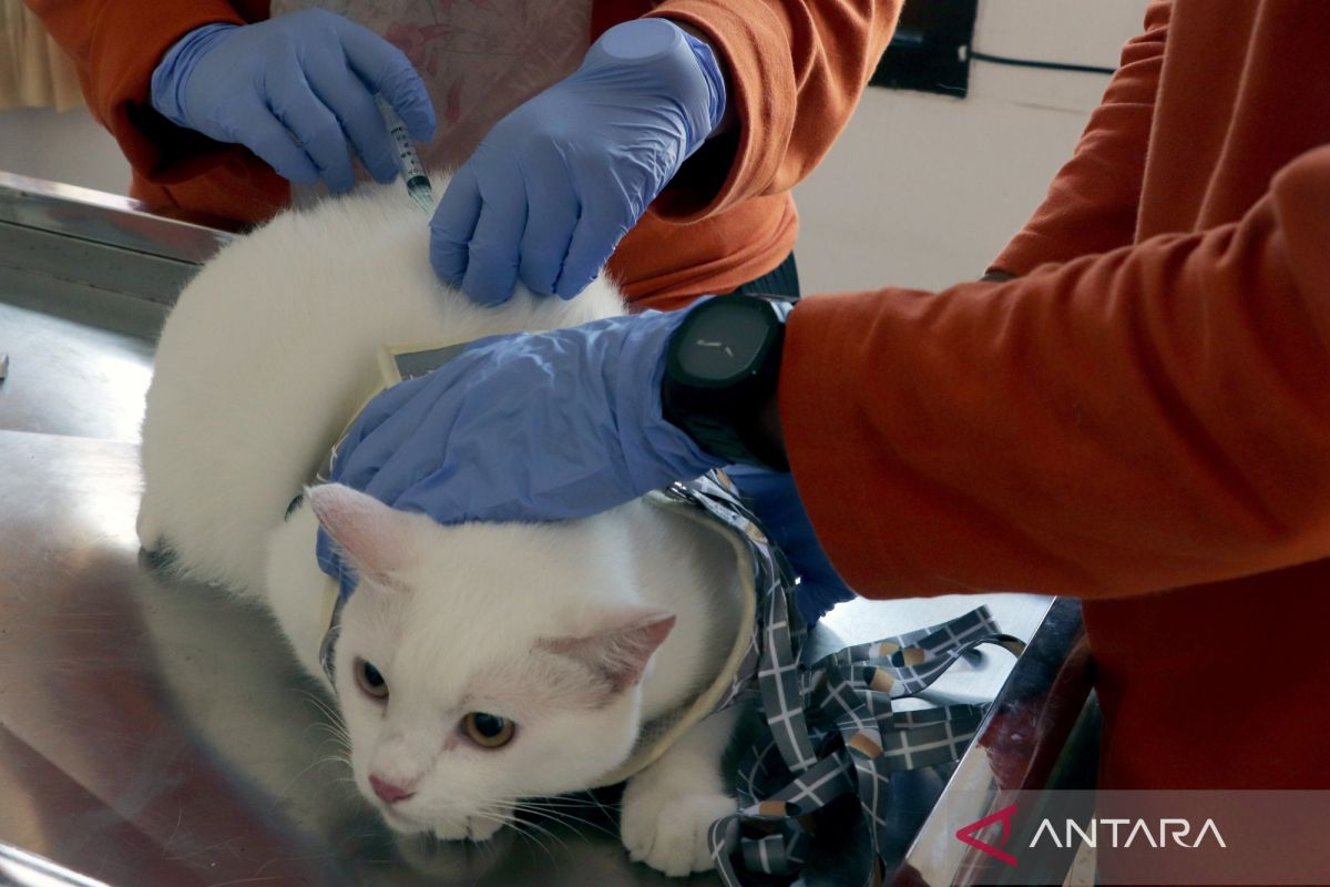 North Jakarta Intensifies Business Licensing Oversight for Veterinary Clinics