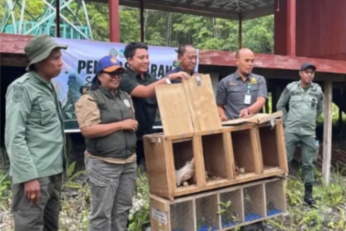 Maluku BKSDA releases protected wildlife into Manusela National Park