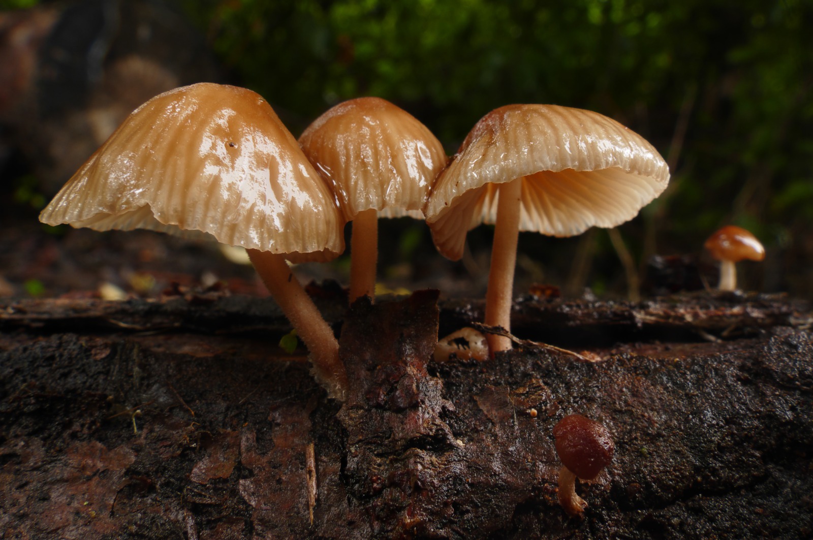 The Potential of Schizophyllum Commune, a Local Food with a Wealth of Health Benefits
