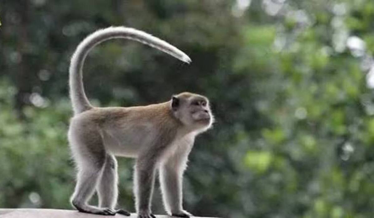 Hundreds of Monkeys Descend on Ponorogo Market as Dry Season Hits Wilis Slopes