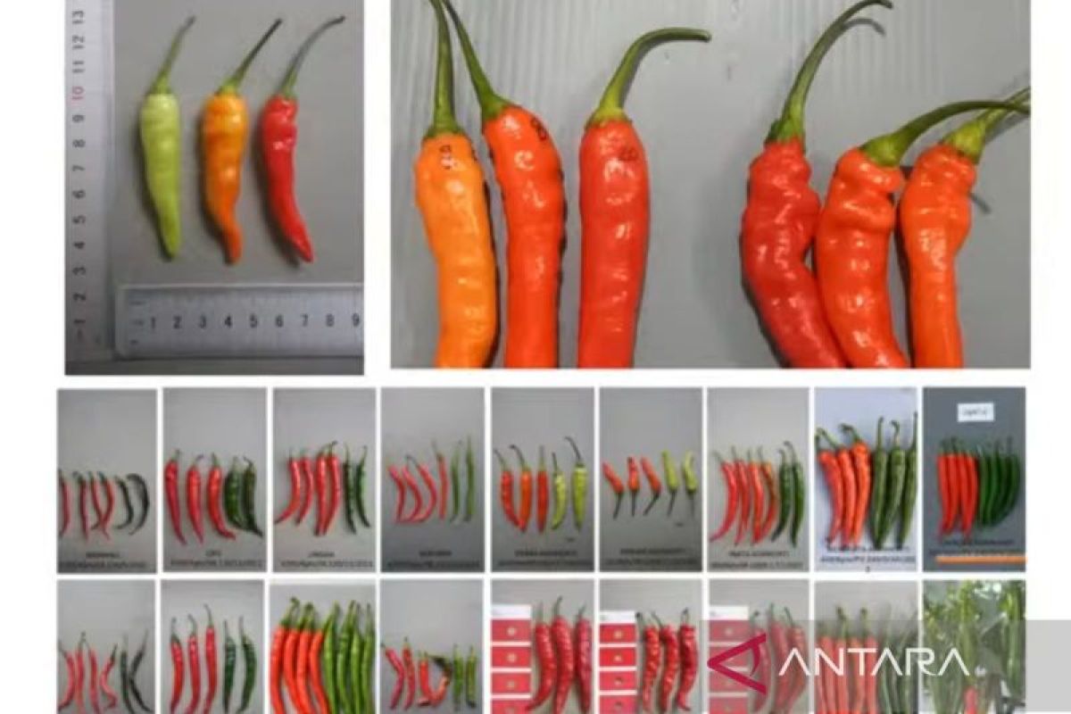 BRIN Develops Superior Hybrid Cayenne Pepper Variety CR 58