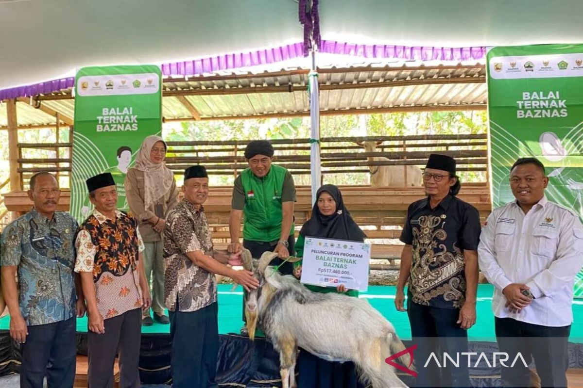 Baznas Boosts Wonogiri Mustahik Economy Through Dairy Goat Farming