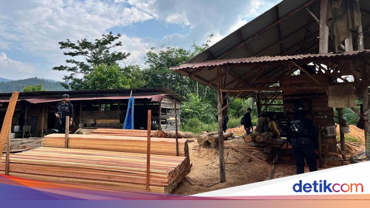 Riau Police Dismantle Illegal Sawmill in Kampar, Hundreds of Illegally Logged Timbers Seized