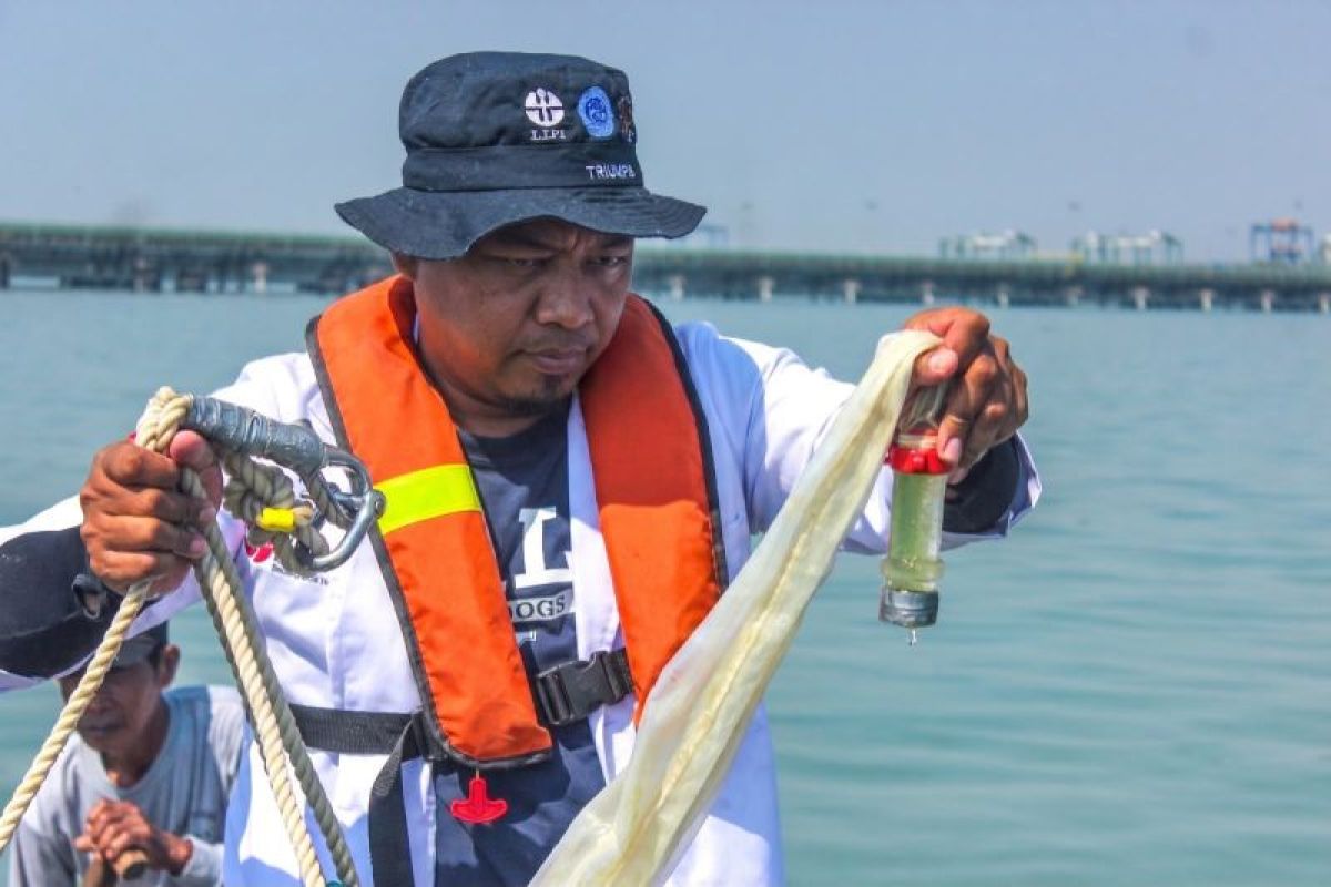 Teluk Lamong, BRIN map marine life to support conservation