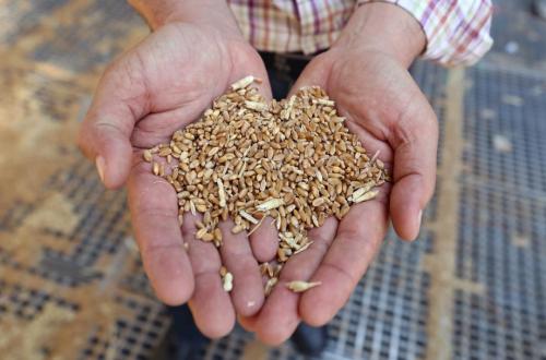 Russia and Ukraine Attack Each Other's Ships, Global Wheat Prices Surge