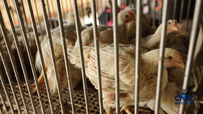 Breeders Cry Out as Chicken Prices Rise Again Due to MBG, Yet Problems Persist