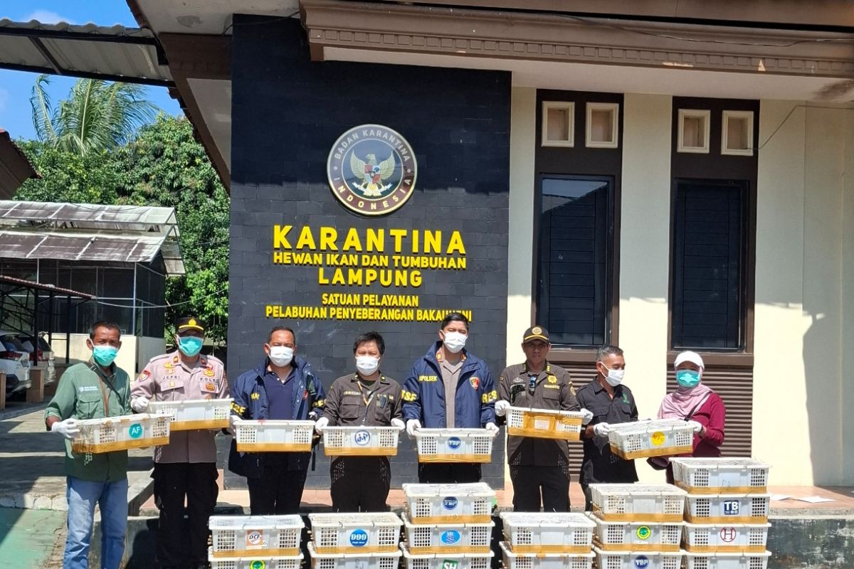 Lampung Quarantine Agency Says Bakauheni Prone to Wildlife Smuggling