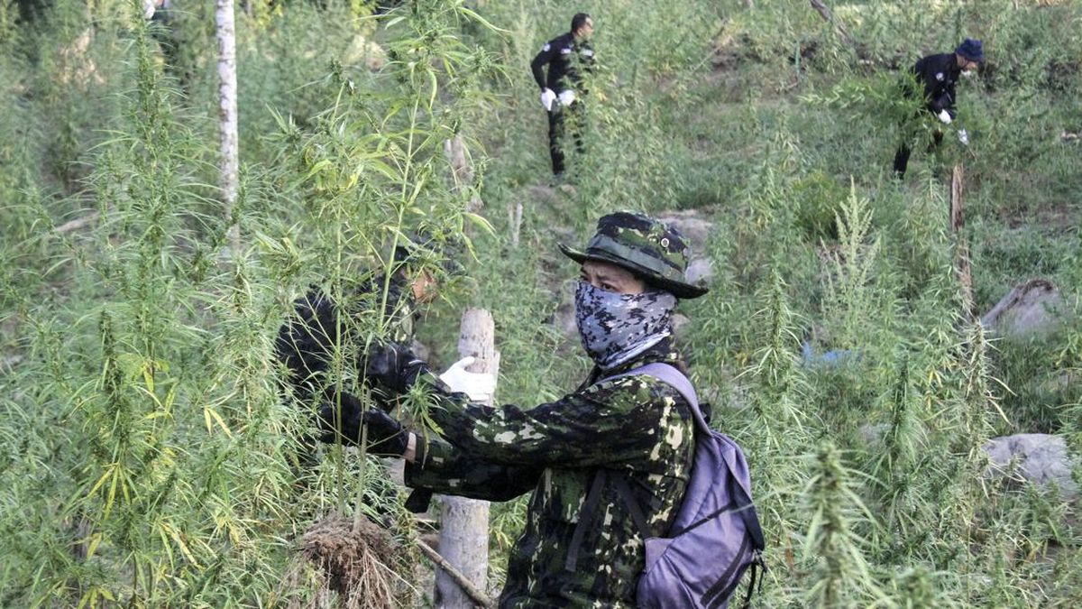 TNI Uncovers 5,000 Marijuana Plants in Yahukimo, Papua Highlands