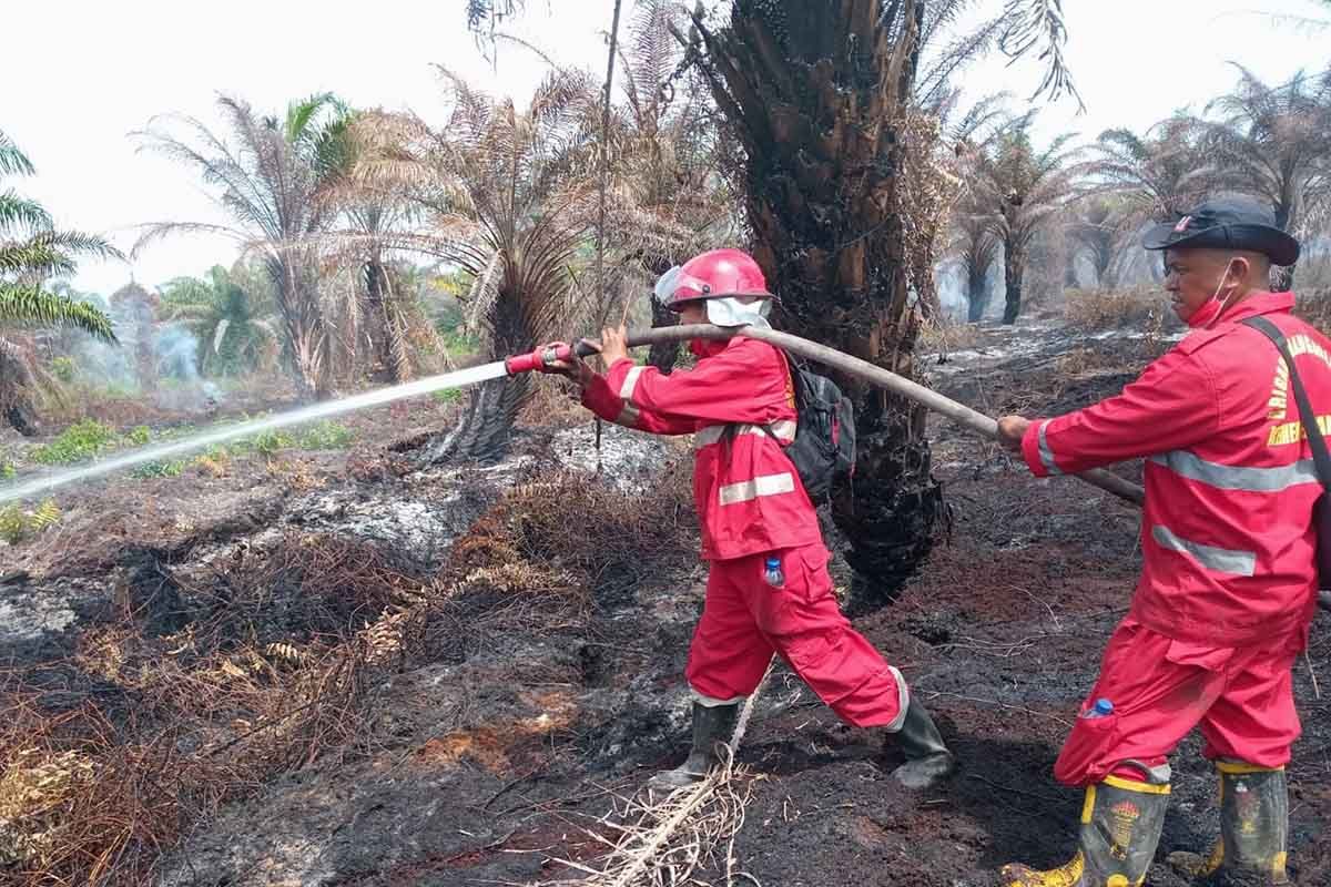 BNPB: 4.37-Hectare Land Fire in Bontang Successfully Extinguished
