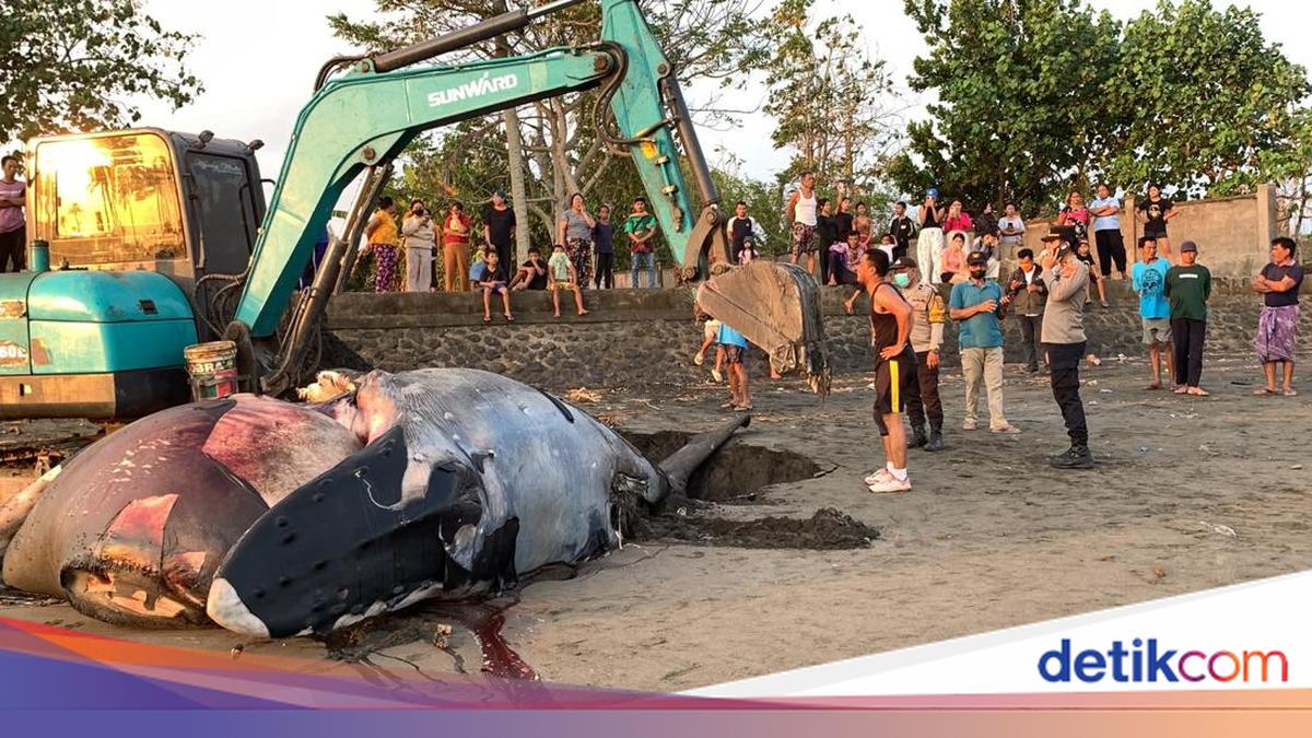 Humpback Whale Carcass on Perancak Beach, Jembrana, Reburied
