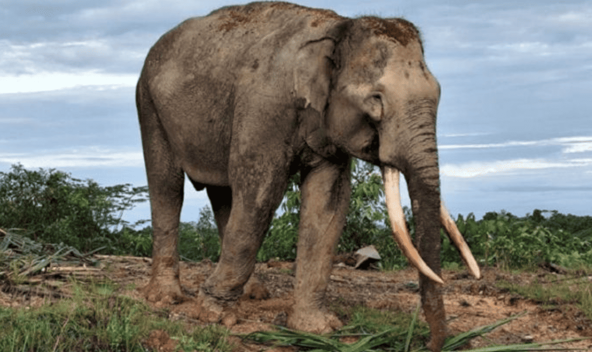Ministry of Forestry Drives Presidential Instruction to Integrate Elephant Habitat Protection into Development