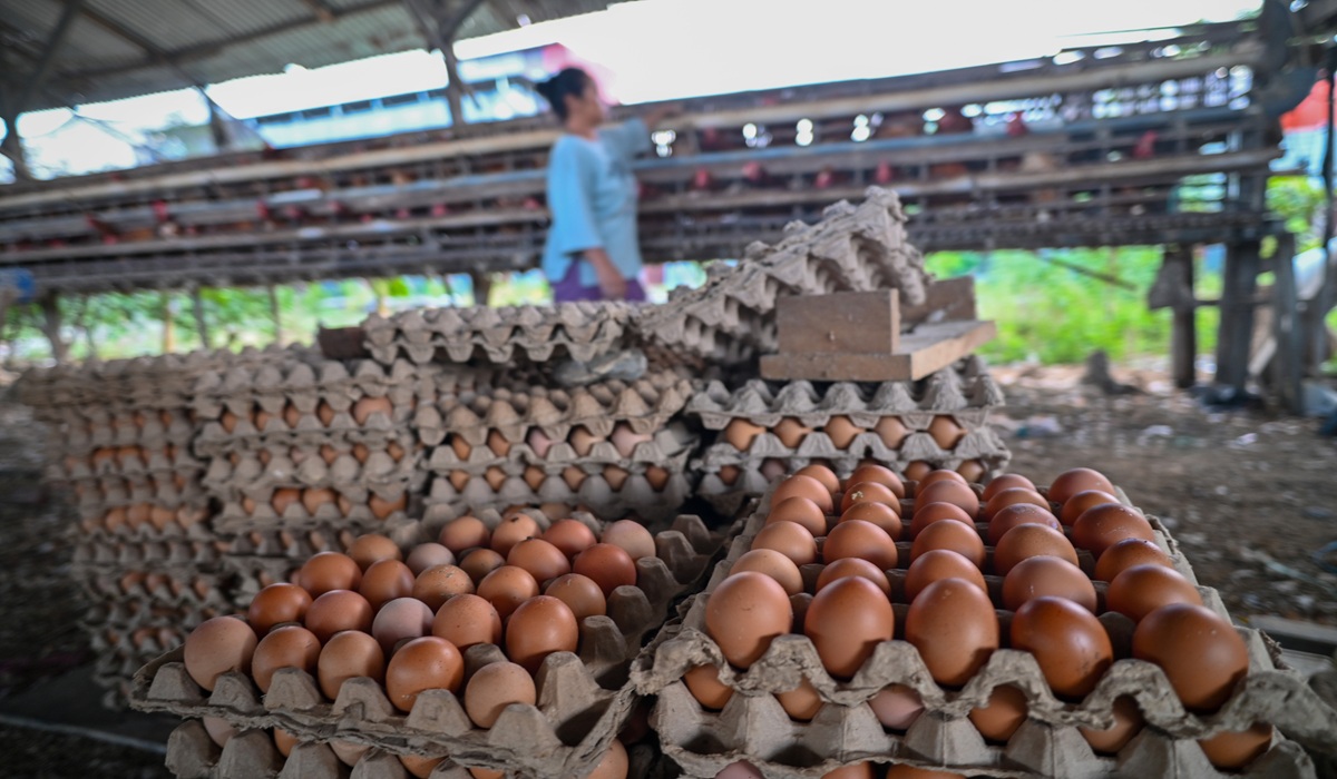 Why Are Large Eggs Cheaper? Here's the Explanation