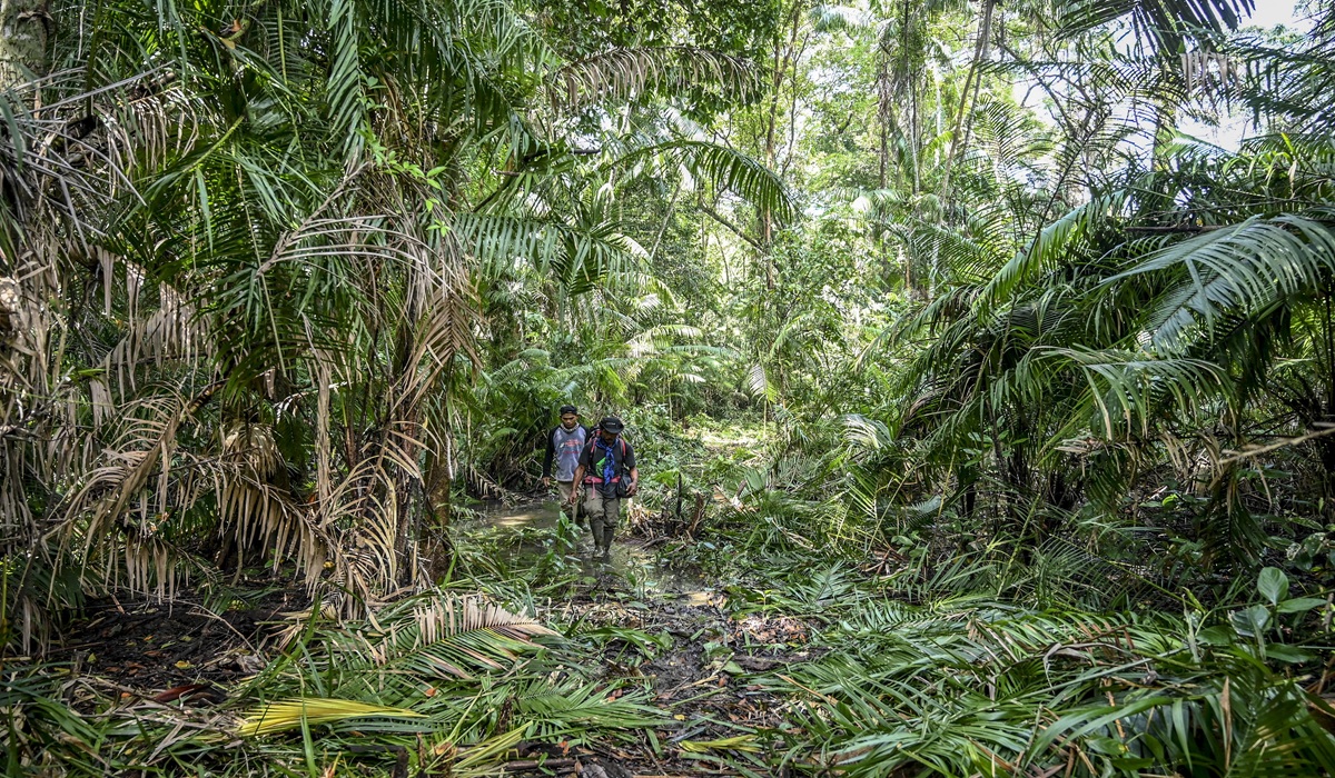 Indonesia's Biodiversity Status: Javan Rhino Population Dwindles to 79