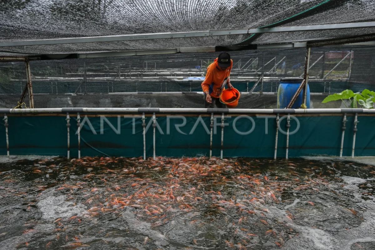 Central Jakarta Government Distributes 48 Fisheries Aid Packages Across Eight Districts