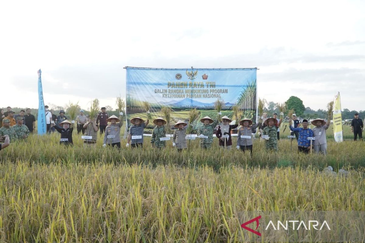TNI Rice Harvest Programme in Jambi Supports National Food Security
