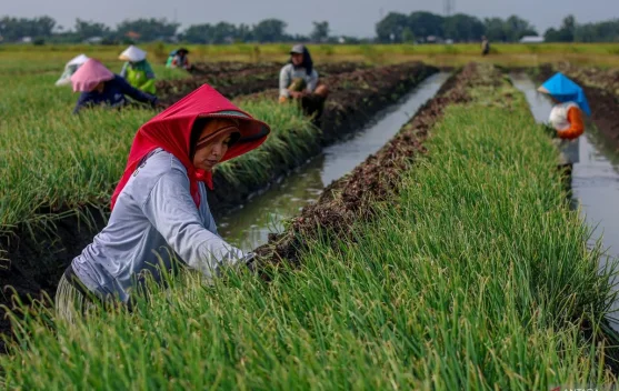 Bank Indonesia Reports Stronger Business Growth in Q2 2026