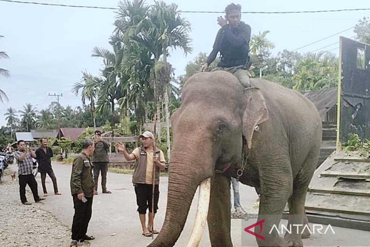 BPBD and BKSDA Fit GPS Collar on Wild Elephant in West Aceh