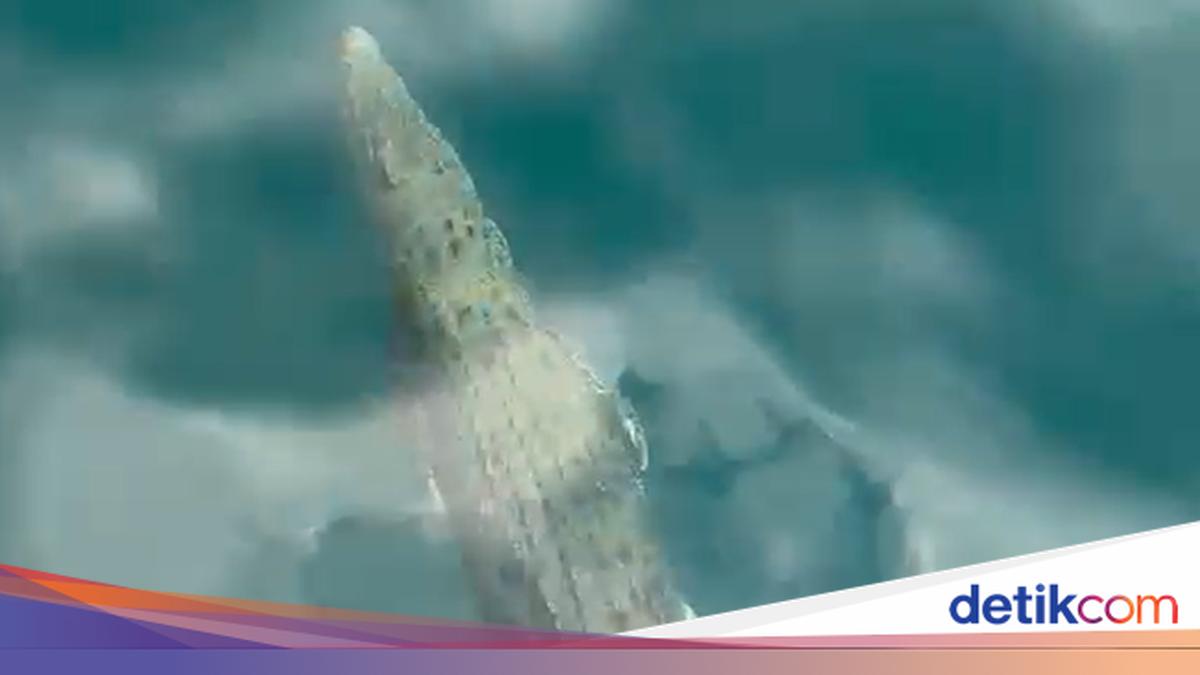 Crocodile Spotted in Komodo National Park Waters, Visitors Urged to Be Cautious