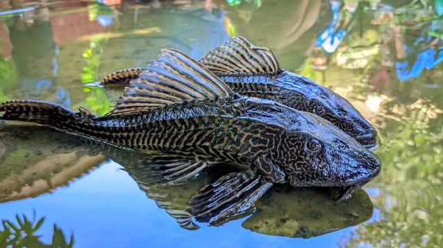 Invasive Suckermouth Catfish Caught in Jakarta to Be Used for Maggot Feed and Research