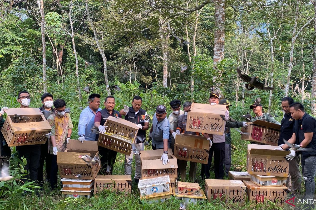 977 birds seized in Bakauheni joint operation released into the wild