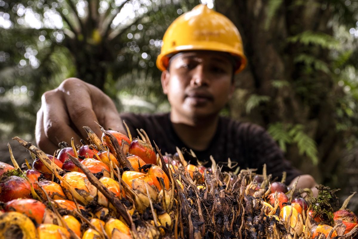 SEAFAST IPB: Palm Oil Plays Strategic Role in Supporting Food Security