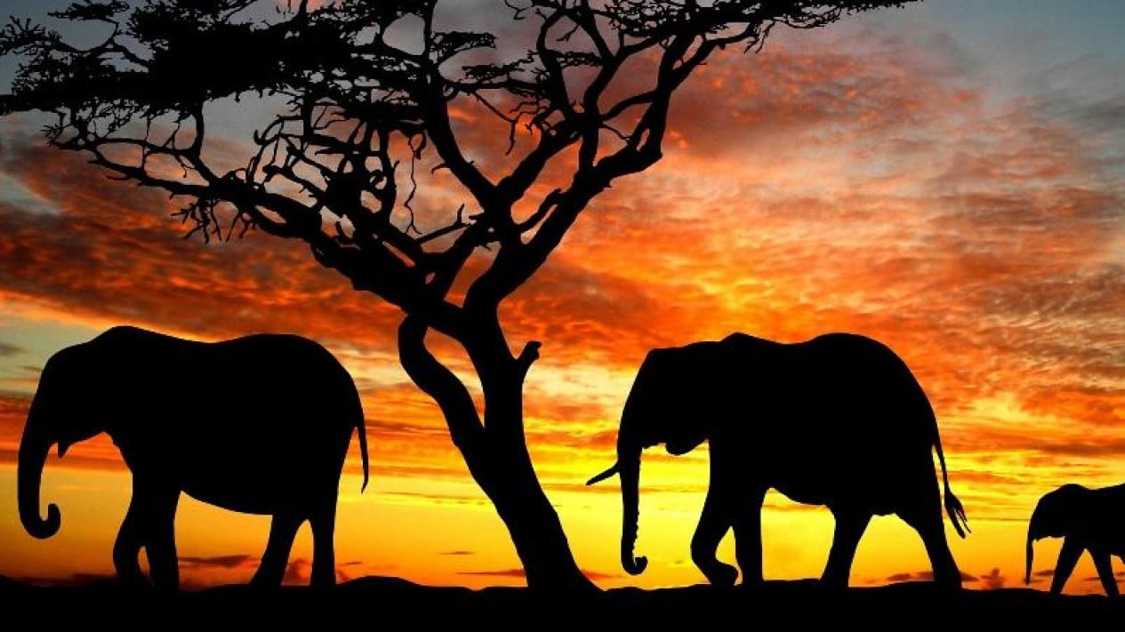 Forestry Minister Deemed to Strengthen Indonesia's Commitment to Global Elephant Conservation