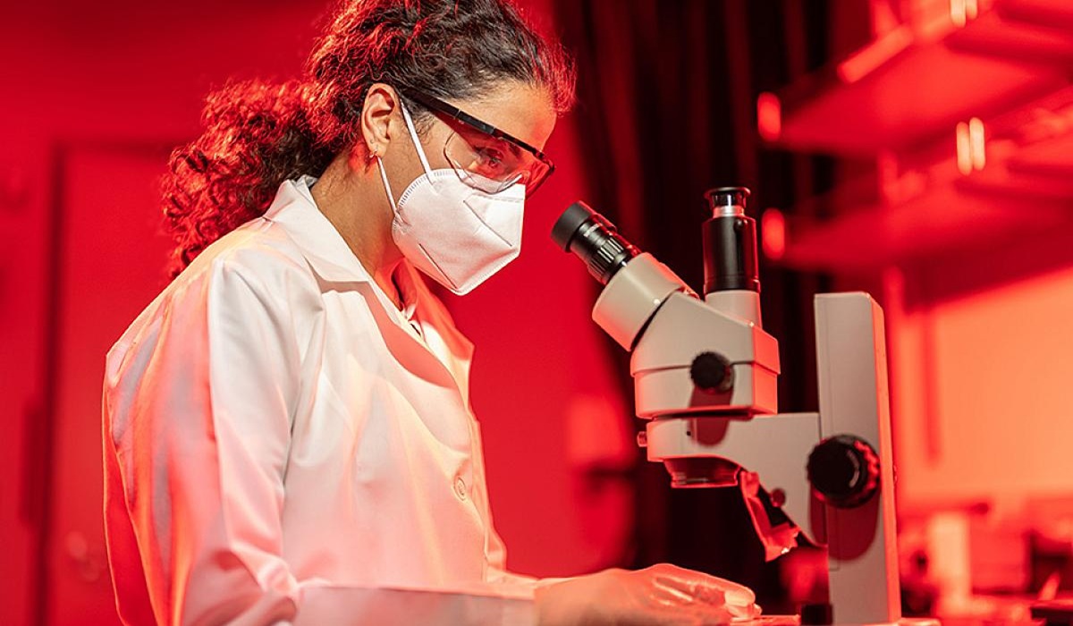 Scientists Successfully Restore Donor Retina Response