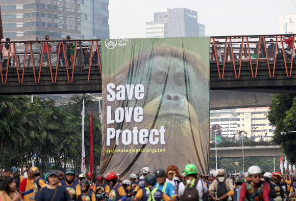 Sumatran Orangutan Population Dwindles to 11,694