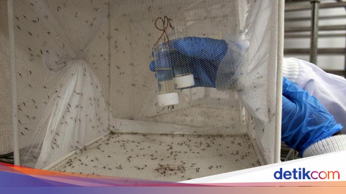 Researchers Attempt to Engineer Male Mosquitoes to Eradicate Malaria