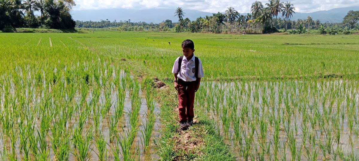El Niño Phenomenon During Dry Season, Farmers in Pidie Flock to Use Water Pump Machines
