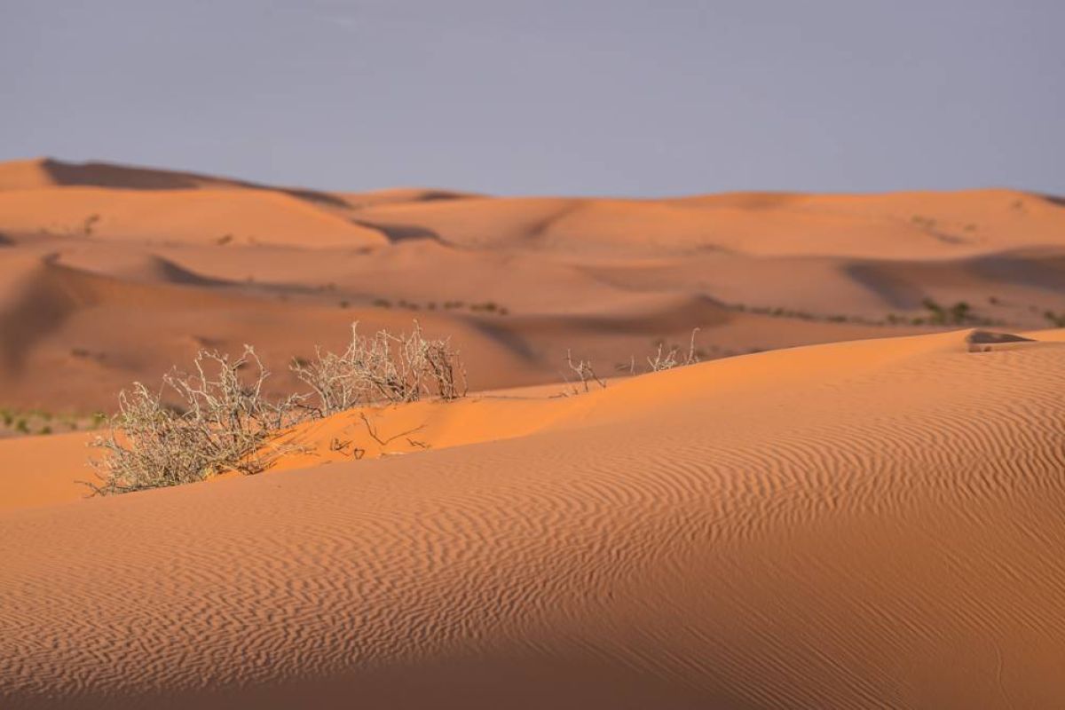 Afghan Migrants Perish in Desert Near Iranian Border