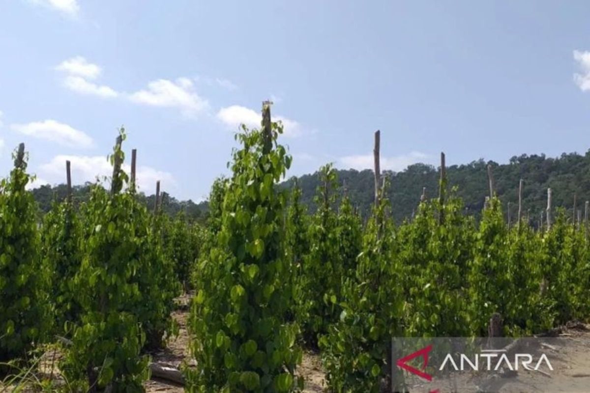 Indonesia steps up Muntok white pepper exports