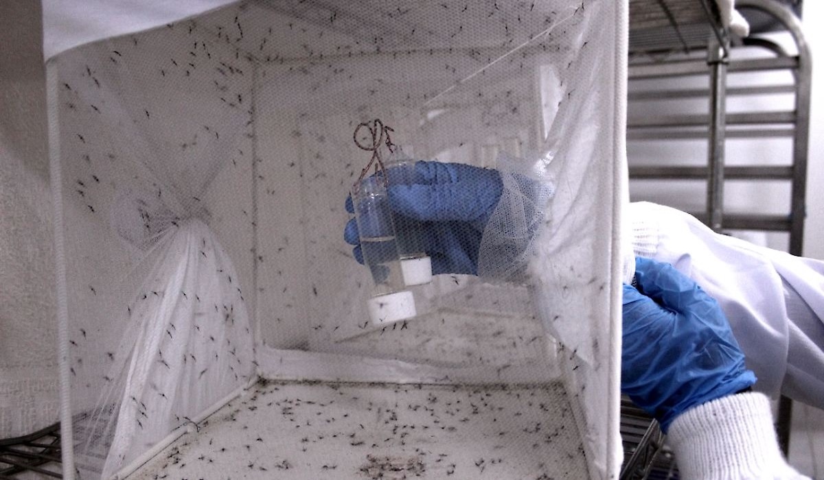 Ugandan Scientists Develop Genetically Engineered Mosquitoes to Eradicate Malaria