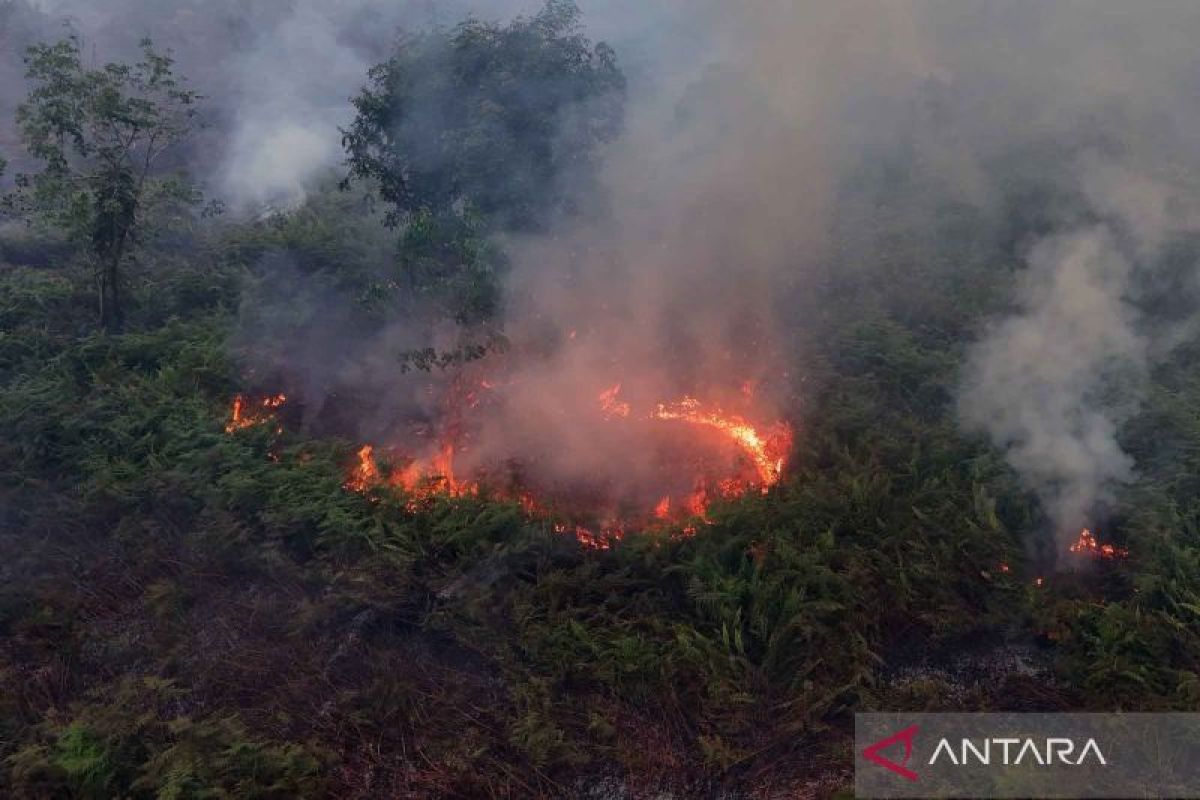 Peatland Area in West Aceh Catches Fire, Suspected Arson for Land Clearing