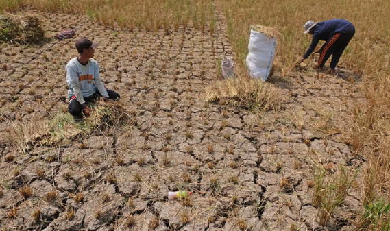 Drought Dominates Disasters as Dry Season Expands Across Indonesia, BNPB Reports