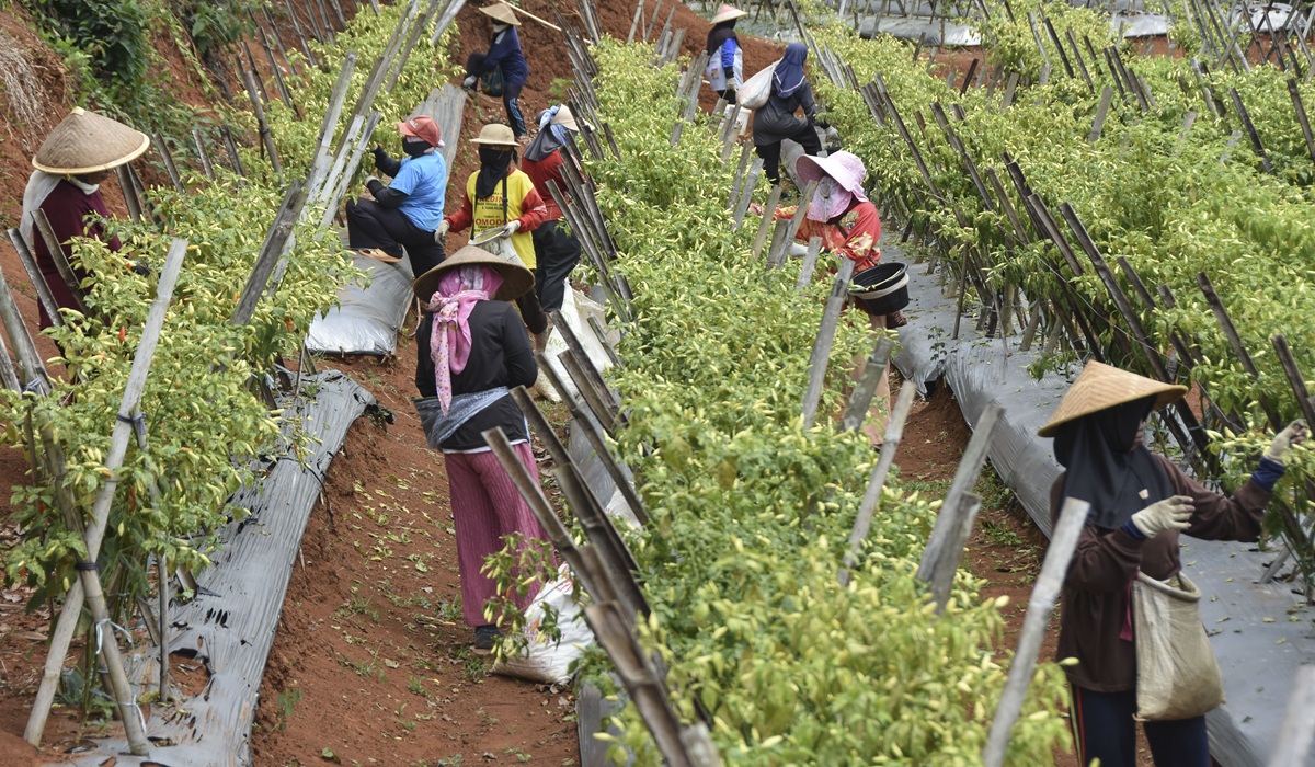 Expert Warns Against Using Paracetamol for Plants, Highlights Risks
